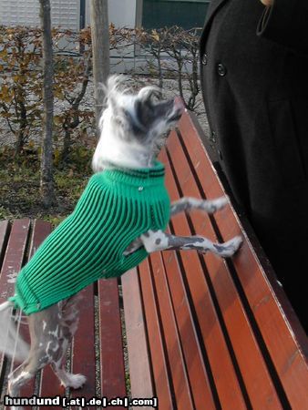 Chinesischer Schopfhund Hairless-Schlag Hunde Foto 18023 Chinesischer Schopfhund Hairless-Schlag Mein Schatz Agador