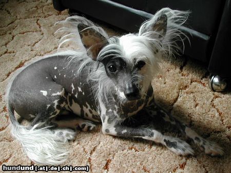 Chinesischer Schopfhund Hairless-Schlag Unser AGADOR 