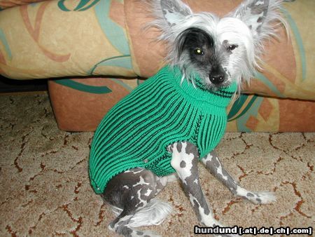 Chinesischer Schopfhund Hairless-Schlag Hunde Foto 15886 in höherer Auflösung ansehen Chinesischer Schopfhund Hairless-Schlag Unser AGADOR