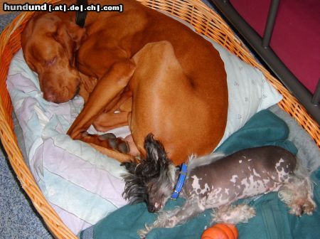 Chinesischer Schopfhund Hairless-Schlag Hunde Foto 23052 Chinesischer Schopfhund Hairless-Schlag Gute Nacht