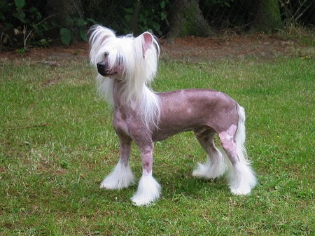 Chinesischer Schopfhund Hairless-Schlag Ch. Rialo Mandarin of Moonswift