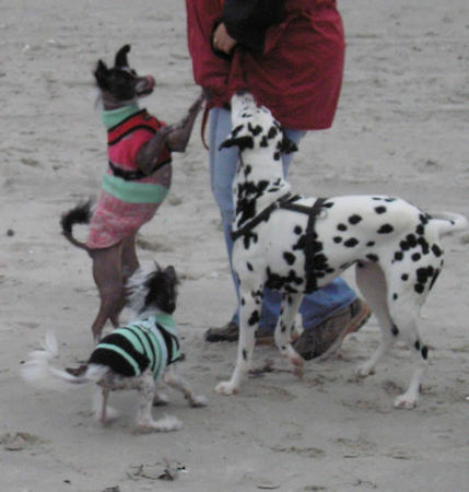 Chinesischer Schopfhund Hairless-Schlag Bettler am winterlichen Strand ;-)