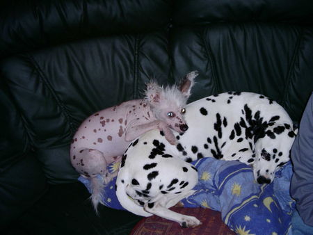 Chinesischer Schopfhund Hairless-Schlag Kuschelzwerg Peewee ;-)