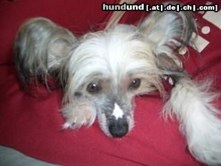 Chinesischer Schopfhund Hairless-Schlag Hunde Foto 26608 in höherer Auflösung ansehen Chinesischer Schopfhund Hairless-Schlag Sandy
