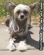 Chinesischer Schopfhund Hairless-Schlag Hunde Foto 26610 in höherer Auflösung ansehen Chinesischer Schopfhund Hairless-Schlag Sandy beim sonnen