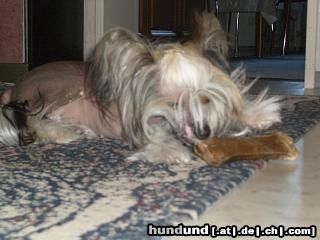 Chinesischer Schopfhund Hairless-Schlag das schmeckt mir...