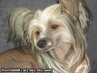 Chinesischer Schopfhund Hairless-Schlag Hunde Foto 26614 in höherer Auflösung ansehen Chinesischer Schopfhund Hairless-Schlag bitte, keine Fotos mehr