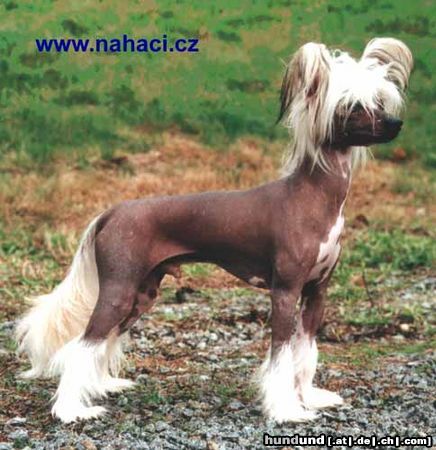Chinesischer Schopfhund Hairless-Schlag Hunde Foto 7302 Chinesischer Schopfhund Hairless-Schlag