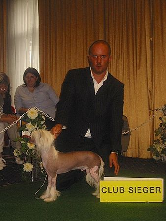 Chinesischer Schopfhund Hairless-Schlag Ch. Rialo Mandarin of Moonswift ,German Clubwinner 2006