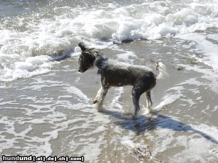 Chinesischer Schopfhund Hairless-Schlag dänischer Badeurlaub