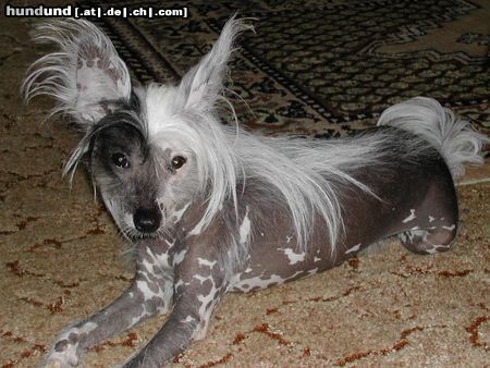 Chinesischer Schopfhund Hairless-Schlag Hunde Foto 15849 Chinesischer Schopfhund Hairless-Schlag mein pflegekind