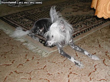 Chinesischer Schopfhund Hairless-Schlag Hunde Foto 15848 Chinesischer Schopfhund Hairless-Schlag mein pflegekind