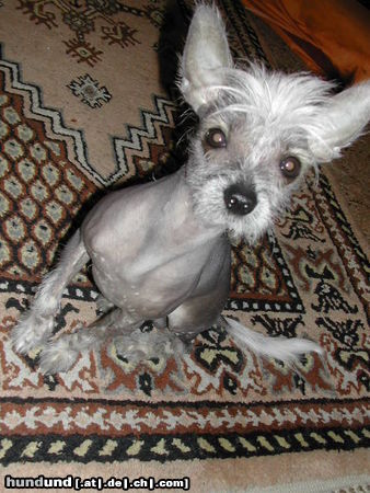 Chinesischer Schopfhund Hairless-Schlag Hunde Foto 25341 Chinesischer Schopfhund Hairless-Schlag MEIN ELVIS