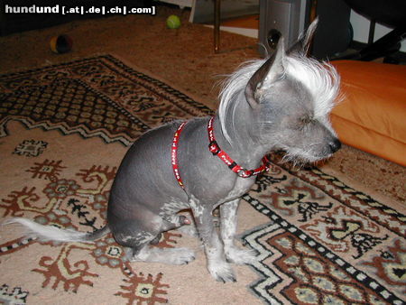Chinesischer Schopfhund Hairless-Schlag Hunde Foto 25344 Chinesischer Schopfhund Hairless-Schlag MEIN ELVIS