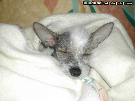 Chinesischer Schopfhund Hairless-Schlag Hunde Foto 25342 Chinesischer Schopfhund Hairless-Schlag MEIN ELVIS