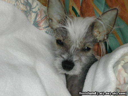 Chinesischer Schopfhund Hairless-Schlag Hunde Foto 25343 Chinesischer Schopfhund Hairless-Schlag MEIN ELVIS