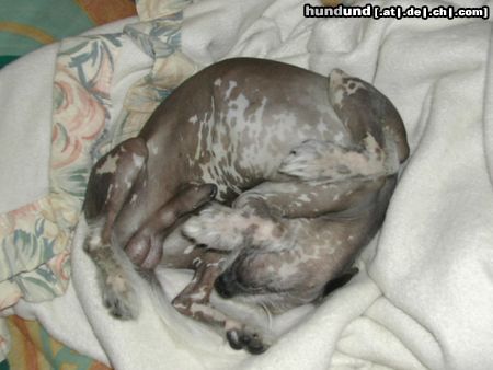 Chinesischer Schopfhund Hairless-Schlag Hunde Foto 21810 Chinesischer Schopfhund Hairless-Schlag Mein EINUNDALLES