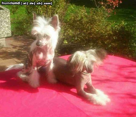 Chinesischer Schopfhund Hairless-Schlag Sonata Sussie od Chlpiku u. Galan z Haliparku