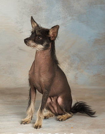Chinesischer Schopfhund Hairless-Schlag Mein Hübscher