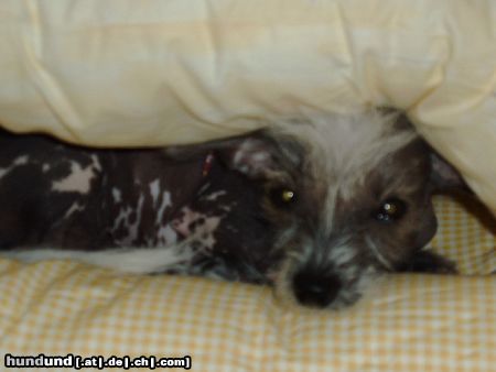 Chinesischer Schopfhund Hairless-Schlag Hunde Foto 21807 in höherer Auflösung ansehen Chinesischer Schopfhund Hairless-Schlag Mein EINUNDALLES