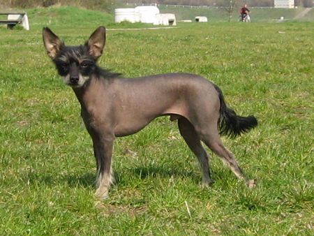 Chinesischer Schopfhund Hairless-Schlag hübsch oder?