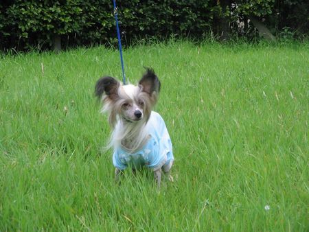 Chinesischer Schopfhund Hairless-Schlag Moonswift Autumn Wind