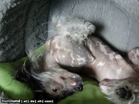 Chinesischer Schopfhund Hairless-Schlag Hunde Foto 16503 Chinesischer Schopfhund Hairless-Schlag Gassi gehen ? - Nein danke !
