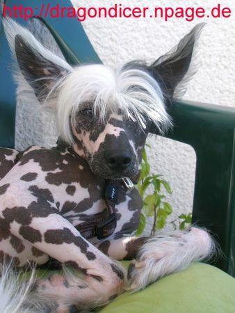 Chinesischer Schopfhund Hairless-Schlag