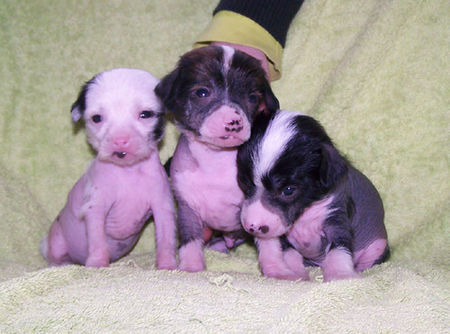 Chinesischer Schopfhund Hairless-Schlag Hunde Foto 37452 Chinesischer Schopfhund Hairless-Schlag Puppies Island Shangri-la