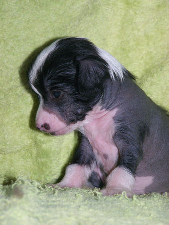 Chinesischer Schopfhund Hairless-Schlag Hunde Foto 37453 Chinesischer Schopfhund Hairless-Schlag Puppy Island Shangri-la