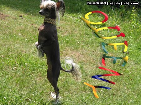 Chinesischer Schopfhund Hairless-Schlag Hunde Foto 5532 Chinesischer Schopfhund Hairless-Schlag Girly Queen Of Burning Desire