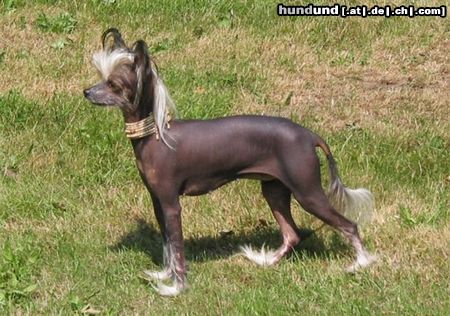 Chinesischer Schopfhund Hairless-Schlag Hunde Foto 4126 Chinesischer Schopfhund Hairless-Schlag Girly Queen of burning desire Bes.:Mokarski