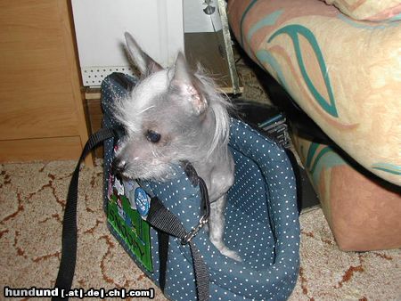 Chinesischer Schopfhund Hairless-Schlag Hunde Foto 21811 Chinesischer Schopfhund Hairless-Schlag Mein EINUNDALLES