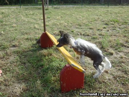 Chinesischer Schopfhund Hairless-Schlag Hunde Foto 15870 in höherer Auflösung ansehen Chinesischer Schopfhund Hairless-Schlag früh übt sich....