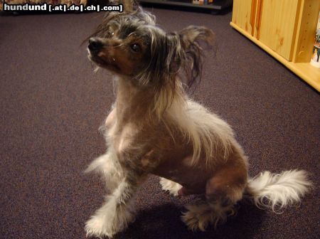 Chinesischer Schopfhund Hairless-Schlag Hunde Foto 17516 Chinesischer Schopfhund Hairless-Schlag Socke im Winteroutfit