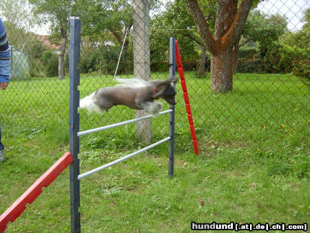 Chinesischer Schopfhund Hairless-Schlag Hunde Foto 25682 Chinesischer Schopfhund Hairless-Schlag Bin top-fit