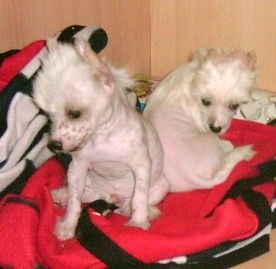 Chinesischer Schopfhund Hairless-Schlag Hunde Foto 27292 Chinesischer Schopfhund Hairless-Schlag Zwei die sich lieb haben!