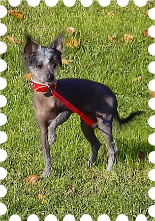 Chinesischer Schopfhund Hairless-Schlag Hunde Foto 2087 Chinesischer Schopfhund Hairless-Schlag Di Gabriellas Vicky mit 4 Monaten im Oktober 2002