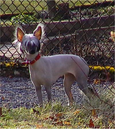 Chinesischer Schopfhund Hairless-Schlag Hunde Foto 2088 Chinesischer Schopfhund Hairless-Schlag Di Gabriellas Vicky mit 7 Monaten im Januar 2003