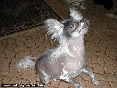 Chinesischer Schopfhund Hairless-Schlag Hunde Foto 18024 Chinesischer Schopfhund Hairless-Schlag Mein Schatz Agador