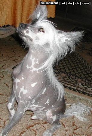 Chinesischer Schopfhund Hairless-Schlag Hunde Foto 18025 Chinesischer Schopfhund Hairless-Schlag Mein Schatz Agador