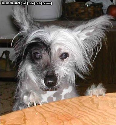 Chinesischer Schopfhund Hairless-Schlag Hunde Foto 18026 Chinesischer Schopfhund Hairless-Schlag Mein Schatz Agador