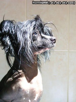 Chinesischer Schopfhund Hairless-Schlag Hunde Foto 14474 Chinesischer Schopfhund Hairless-Schlag