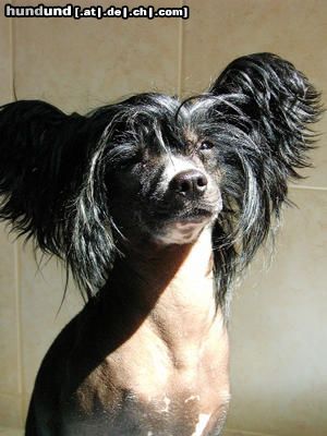 Chinesischer Schopfhund Hairless-Schlag Hunde Foto 14475 Chinesischer Schopfhund Hairless-Schlag