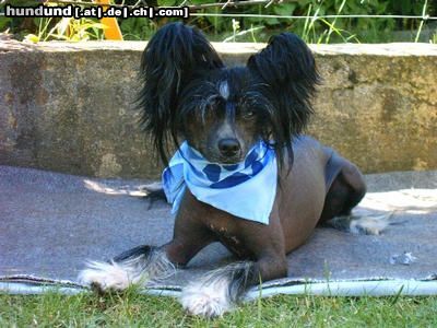Chinesischer Schopfhund Hairless-Schlag Hunde Foto 16187 in höherer Auflösung ansehen Chinesischer Schopfhund Hairless-Schlag
