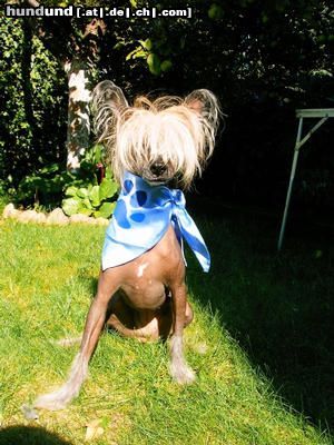 Chinesischer Schopfhund Hairless-Schlag Hunde Foto 16189 in höherer Auflösung ansehen Chinesischer Schopfhund Hairless-Schlag Milva Sub Divo