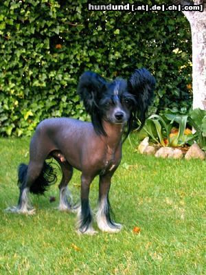 Chinesischer Schopfhund Hairless-Schlag Hunde Foto 16188 in höherer Auflösung ansehen Chinesischer Schopfhund Hairless-Schlag