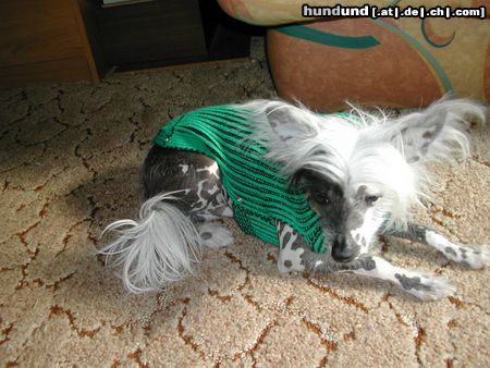 Chinesischer Schopfhund Hairless-Schlag Hunde Foto 15884 Chinesischer Schopfhund Hairless-Schlag Unser AGADOR