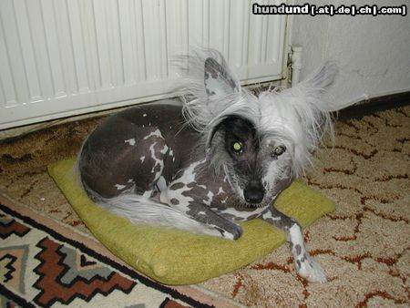 Chinesischer Schopfhund Hairless-Schlag Hunde Foto 18021 Chinesischer Schopfhund Hairless-Schlag Mein Schatz