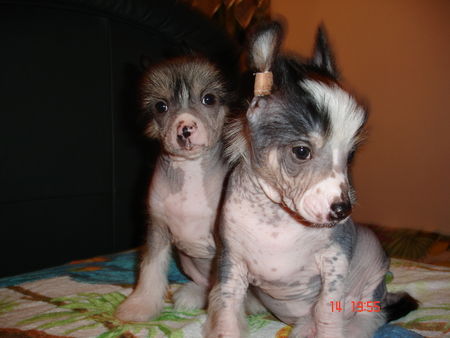 Chinesischer Schopfhund Hairless-Schlag Fenechkas Baby